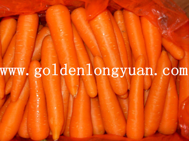 Fresh Carrot New Crop From Shandong
