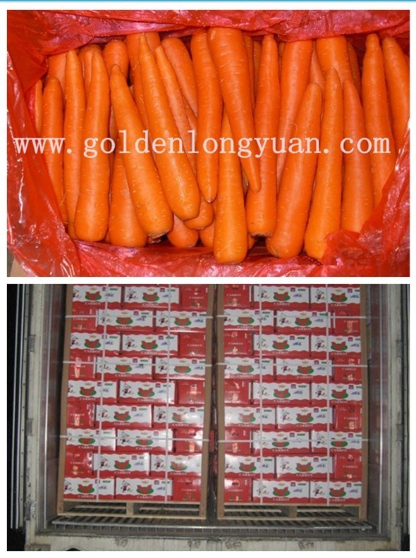 Fresh New Carrot with Good Shape