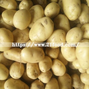 Exporting Standard Quality Fresh Holland Potato