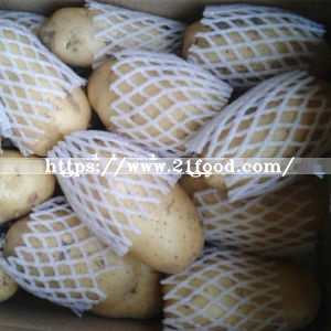Exporting Standard Quality Fresh Holland Potato