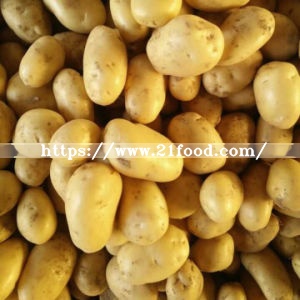 Exporting Standard Quality Fresh Holland Potato