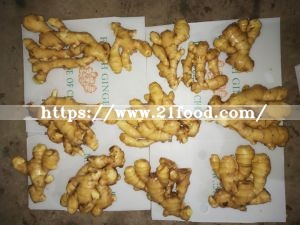 EU Quality Fresh Ginger with Cheap Price