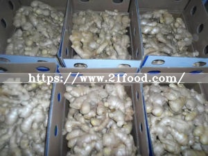 Air Dry Ginger From China