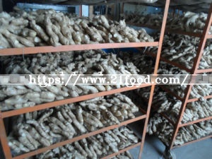 Air Dry Ginger From China