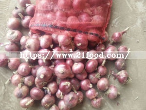 Top Quality Cheaper Price Fresh Red Onion