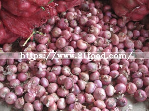 High Quality Best Price Fresh Red Onion