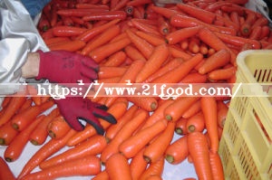 Fresh Carrot New Crop From Shandong