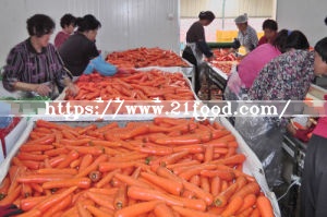 Fresh Carrot New Crop From Shandong