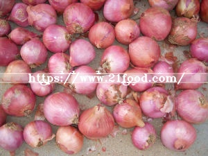 Top Quality Fresh Red Onion