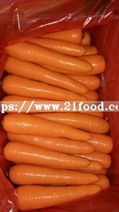 Fresh New Carrot with Good Shape
