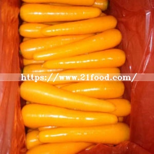 Fresh New Carrot with Good Shape