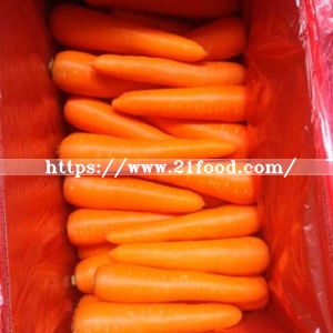 Fresh New Carrot with Good Shape