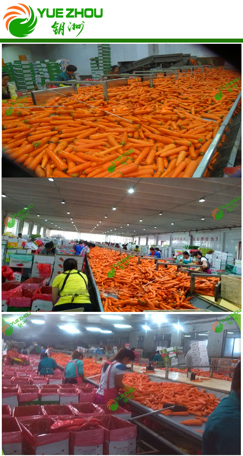 Fresh Carrot S M L 2L 3L New Carrot From China with Price