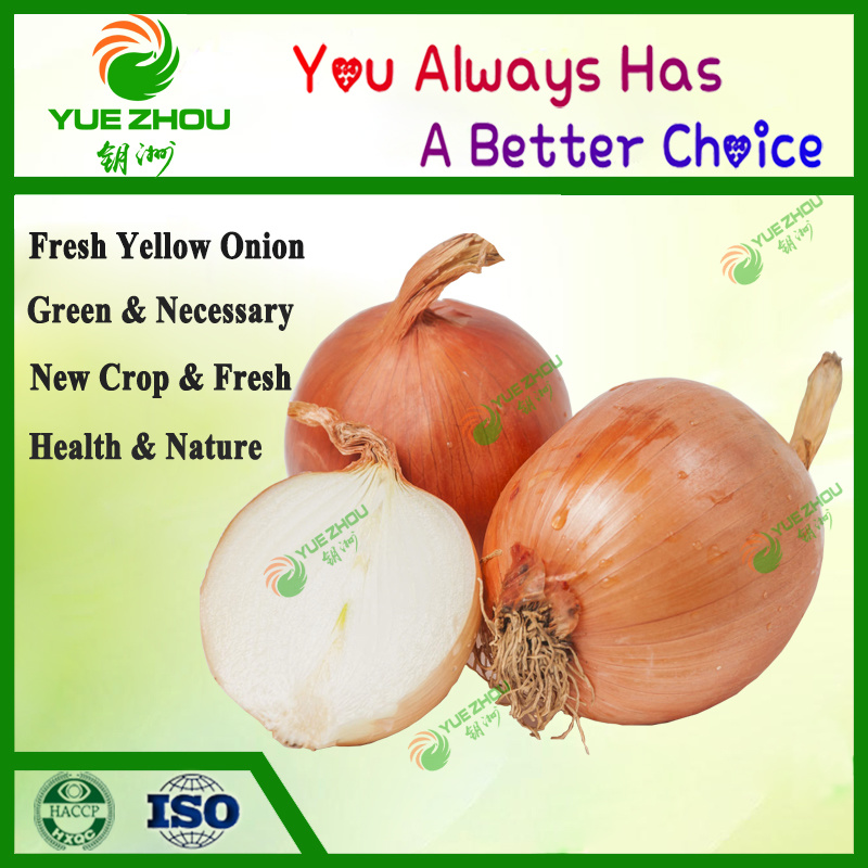 Large Quantity of Fresh Onion New Crop Big Yellow Onion From Shandong China