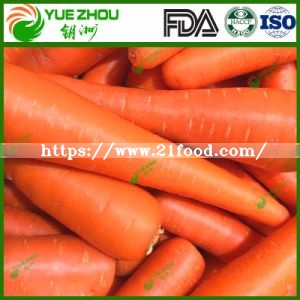 Fresh Carrot S M L 2L 3L New Carrot From China with Price