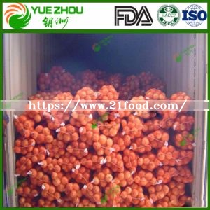 Large Quantity of Fresh Onion New Crop Big Yellow Onion From Shandong China