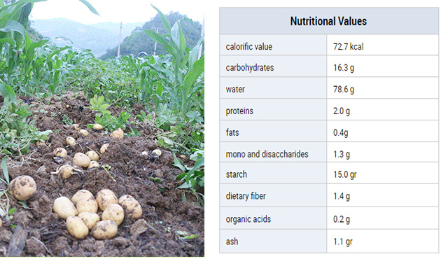 Certificated Gap Fresh Table Potato Per Ton to Ukraine, Be Potato, Pakistan Potato Price