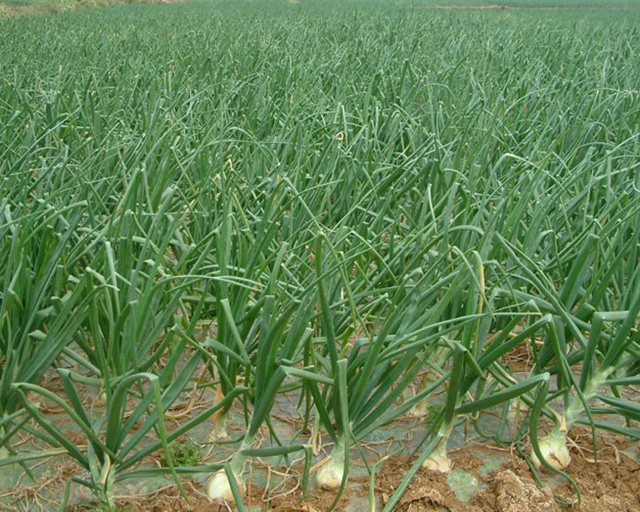 Natural Fresh Red Onions for Sale at Low Market Price