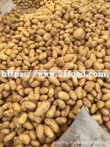 Certificated Gap Fresh Table Potato Per Ton to Ukraine, Be Potato, Pakistan Potato Price