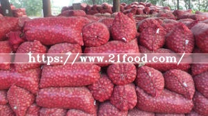 Natural Fresh Red Onions for Sale at Low Market Price