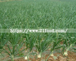 Natural Fresh Red Onions for Sale at Low Market Price