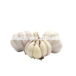 High Quality Factory Cheap Price Normal Fresh White Garlic