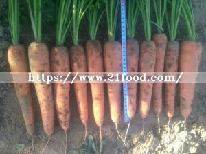 New Crop of Fresh Carrot of Shandong