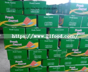 New Crop of Fresh Carrot of Shandong