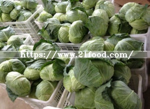 Fresh Green Cabbage From China