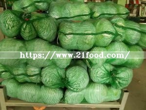 Fresh Green Cabbage From China