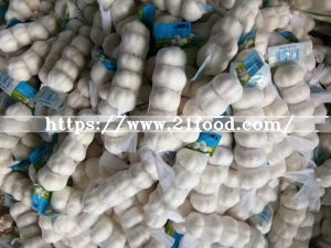 Fresh Pure White Garlic From China
