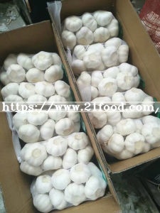 Fresh Pure White Garlic From China