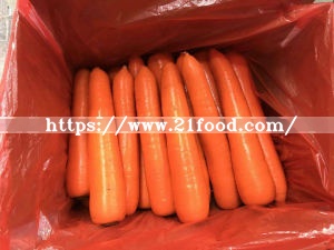Fresh Carrot to Middle East Areas (80-150g, 150-220g)