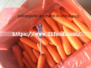 Fresh Carrot to Middle East Areas (80-150g, 150-220g)