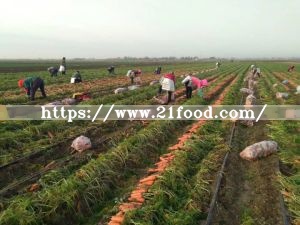 Fresh Carrot to Middle East Areas (80-150g, 150-220g)