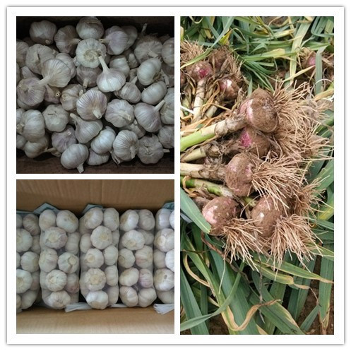 New Crop Dried Dry Normal White Garlic