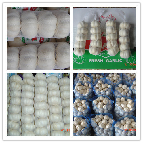 New Crop Dried Dry Normal White Garlic