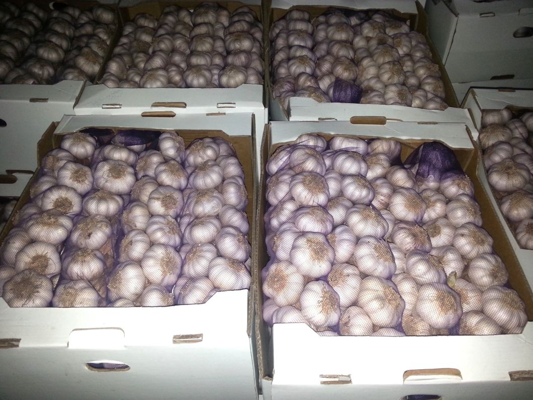 New Crop Dried Dry Normal White Garlic