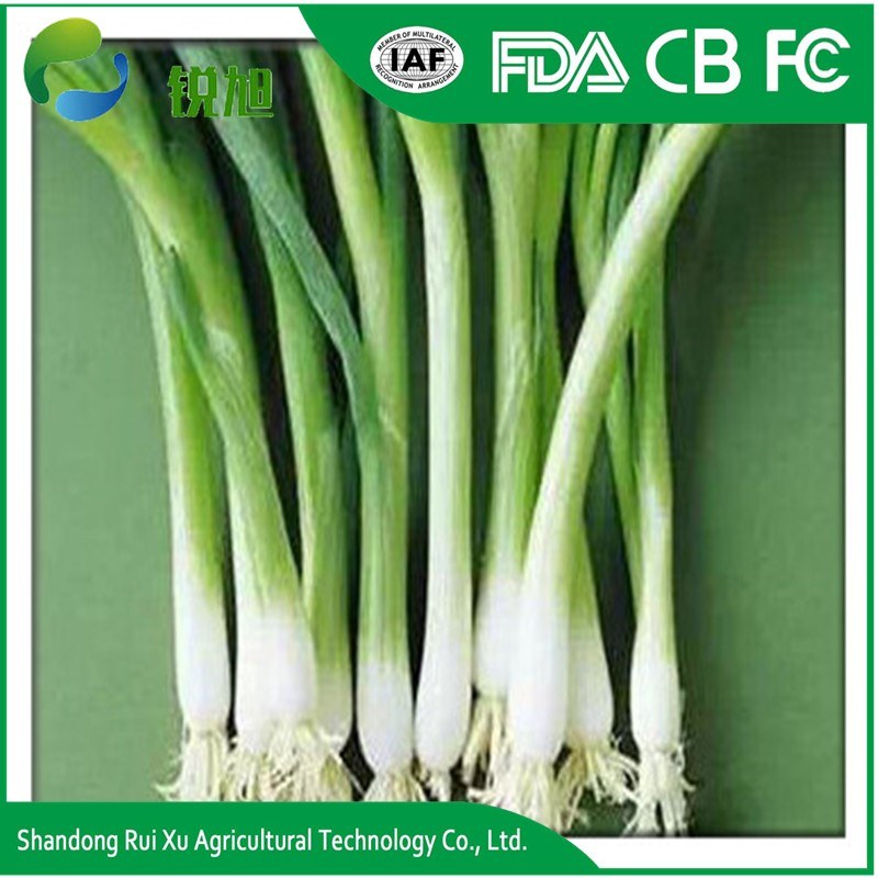 Chinese Fresh Green Onions
