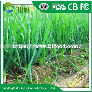 Chinese Fresh Green Onions