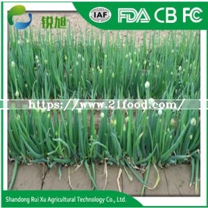 Chinese Fresh Green Onions