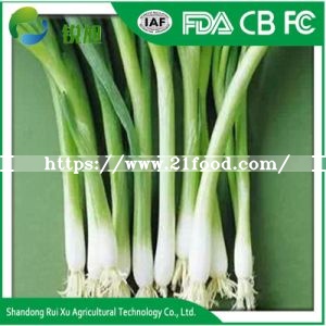 Spring Onion,China price supplier - 21food