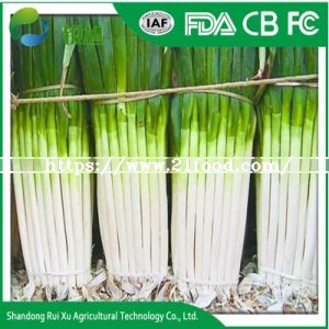Spring Onion