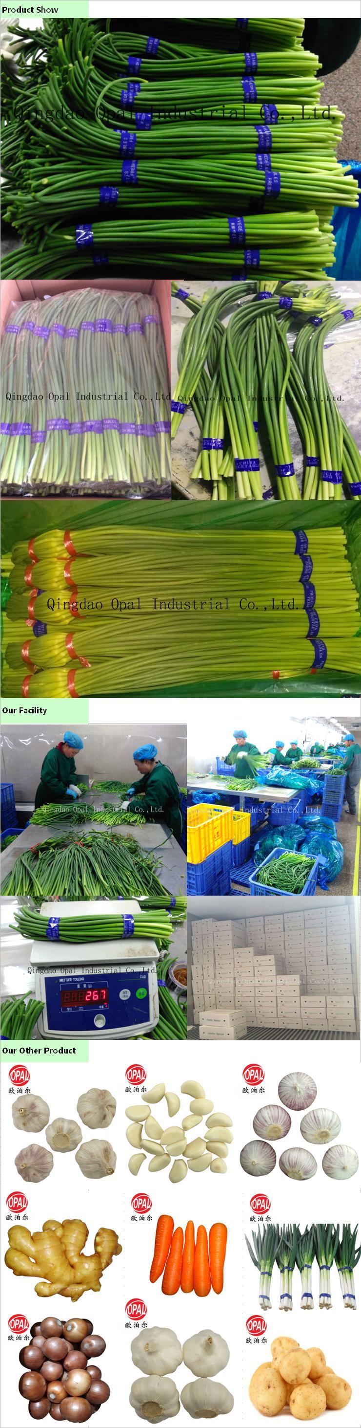 Export to Auckland Fresh Garlic Sprout Bolt Stem Shoot Garlic Bolt Garlic