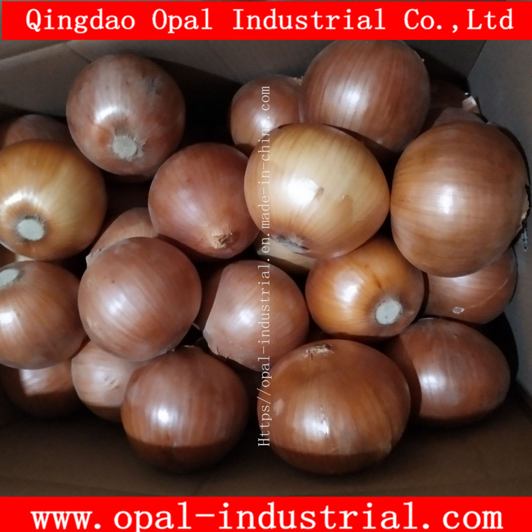 New Crop Yunnan Original Fresh Yellow Onion