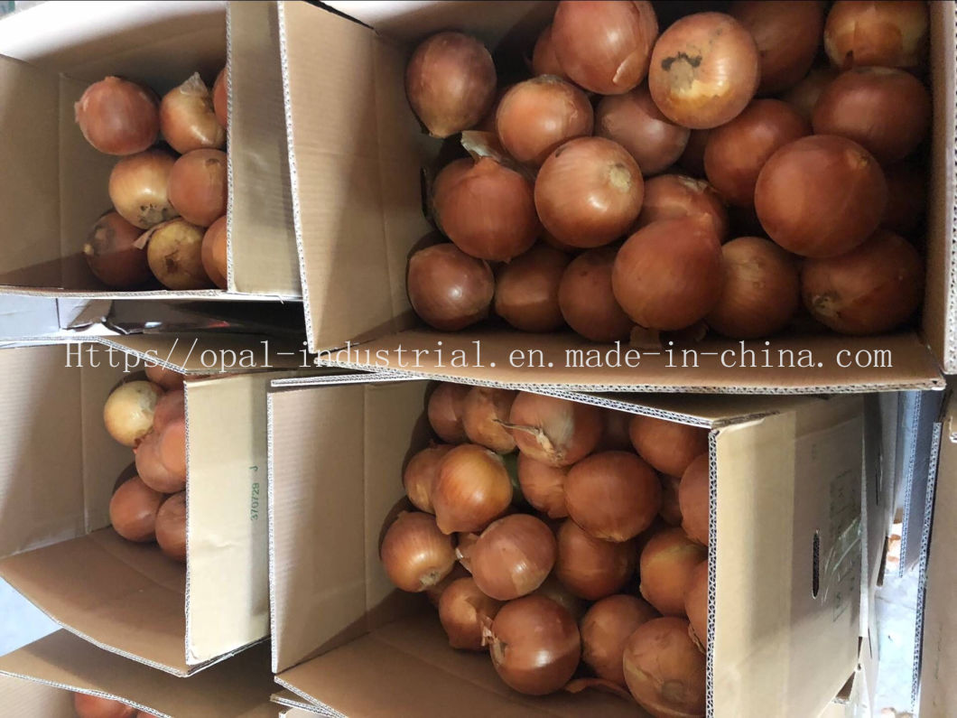 New Crop Yunnan Original Fresh Yellow Onion