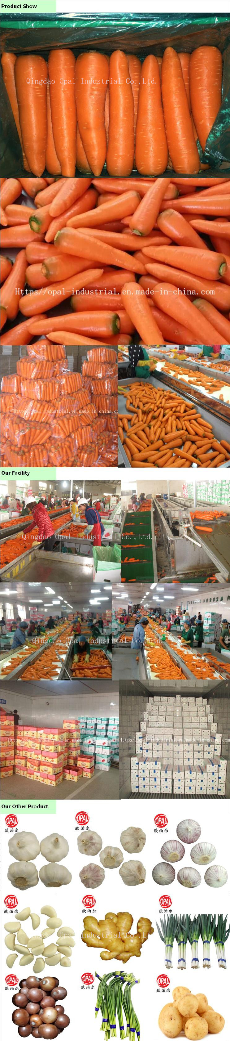 Top Quality of China Fujian Red Fresh Carrot