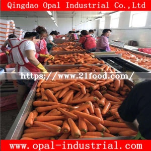Export Middle East High Quality Chinese Fresh Yellow Red Orange Carrot