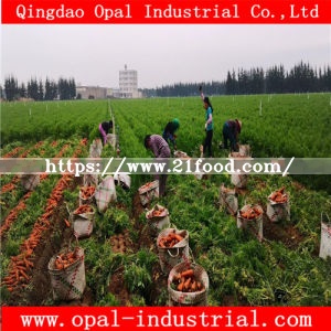 Export Middle East High Quality Chinese Fresh Yellow Red Orange Carrot