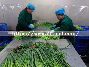 Export to Auckland Fresh Garlic Sprout Bolt Stem Shoot Garlic Bolt Garlic